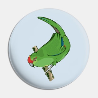 Red-crowned parakeet kakariki Pin