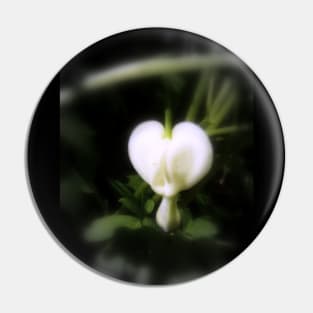 white bleeding heart, soft focal black & white Pin