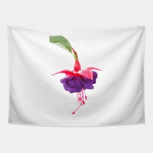 Fuchsia  'Dark Eyes'  AGM Tapestry