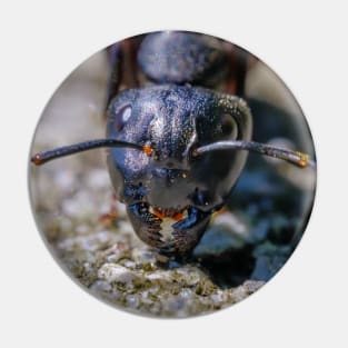 Happy Ant. Macro Photograph Pin