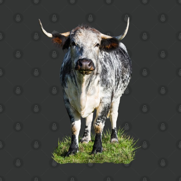 Longhorn Cow by Jane Stanley Photography