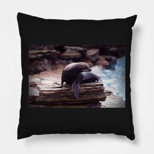 Seal on a rock Pillow