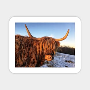 Scottish Highland Cattle Cow 2234 Magnet