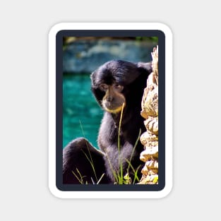 Sweet Howler Monkey Magnet