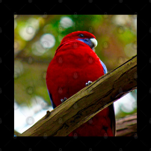 Crimson Rosella! by Mickangelhere1