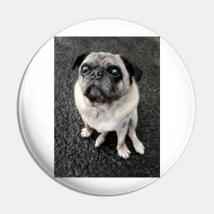 Cute pug dog standing at attention ready for food Pin