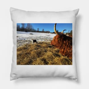 Scottish Highland Cattle Cow and Cat 2292 Pillow