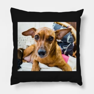 Red miniature pinscher dog portrait Pillow