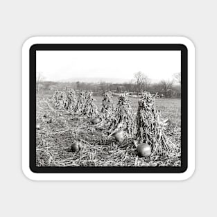 Harvest Season, 1906. Vintage Photo Magnet