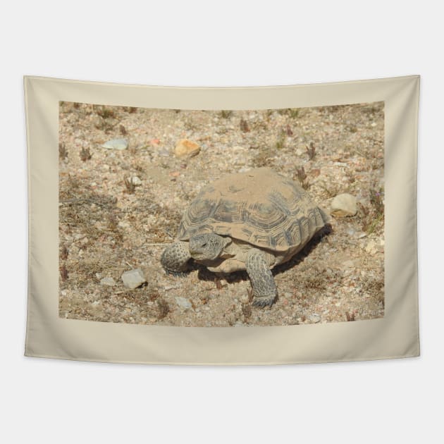 Desert Tortoise, Turtle, Reptiles, Wildlife, Reptilian, Gifts Tapestry by sandyo2ly