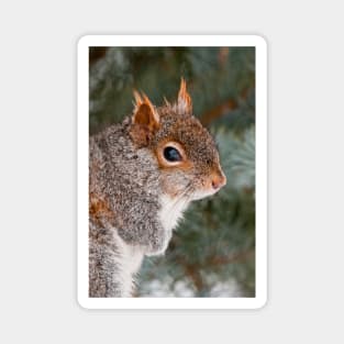 Grey Squirrel Magnet