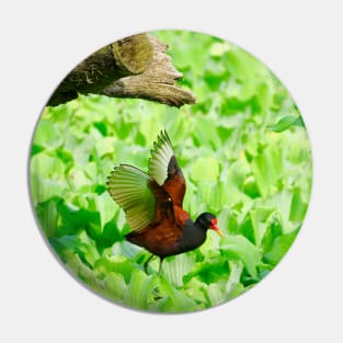 Bird on water plants / Swiss Artwork Photography Pin