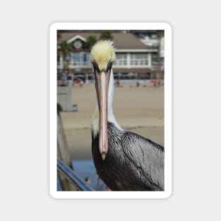 Pelican Eye to Eye Magnet