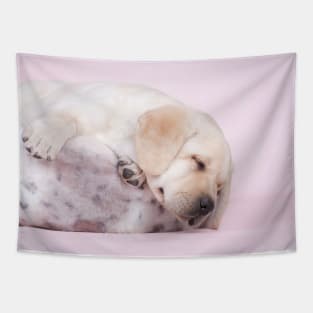 Lab in pink Tapestry