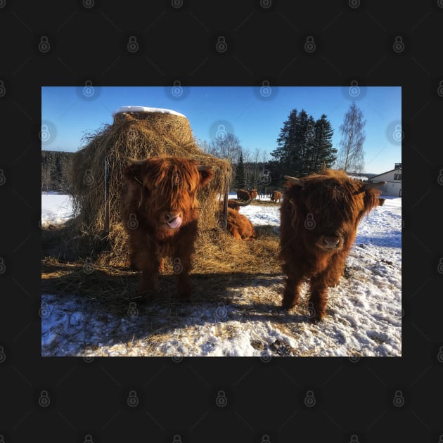 Scottish Highland Cattle Calves 1933 by SaarelaHighland