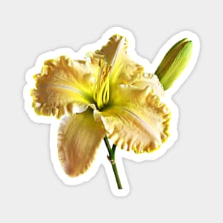 Yellow Day Lily Magnet