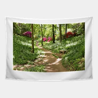 Pathway through a Woodland Tapestry