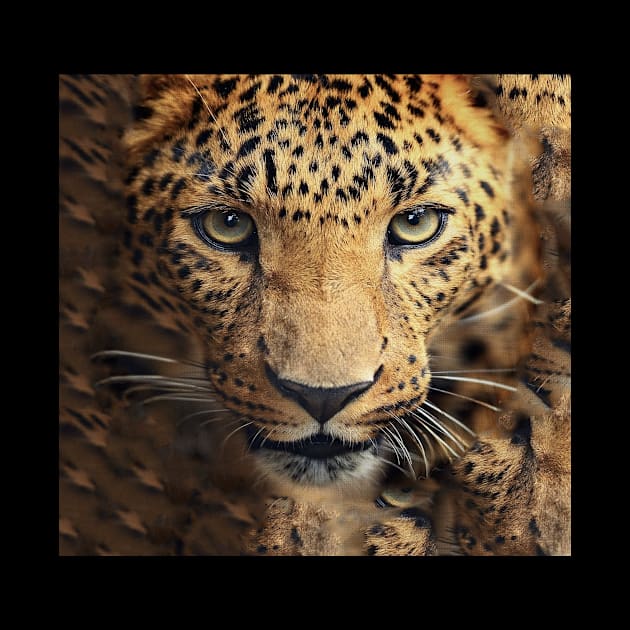 Leopard Cheetah Face by fuki