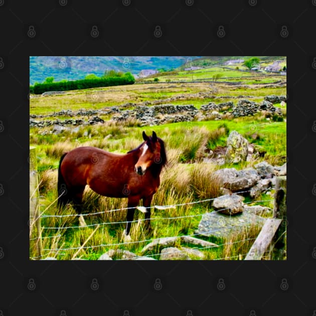 A horse stands in a field in the Welsh mountains by Mickangelhere1