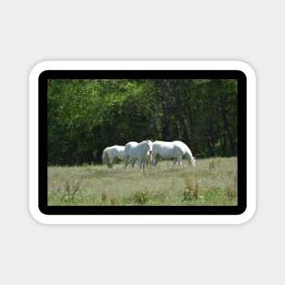 Wild Horse Herd Magnet