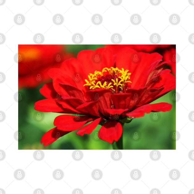 Red zinnia flower by KristinaDrozd