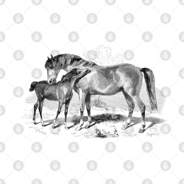 A Foal with Mare, Horses Vintage Black & White  Illustration by Biophilia