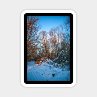 Winter landscape - frosty trees in snowy forest in the sunny morning. Tranquil winter nature in sunlight Magnet