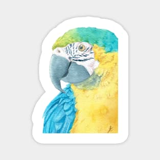 blue and gold macaw - watercolor parrot portrait Magnet