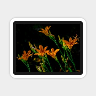 Asiatic Lilies Magnet