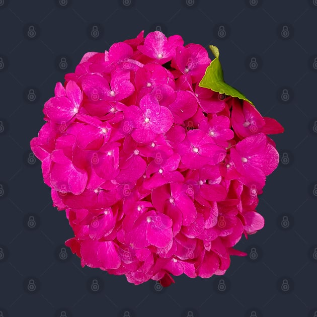 Pink Hydrangea Floral Photo Cutout by ellenhenryart