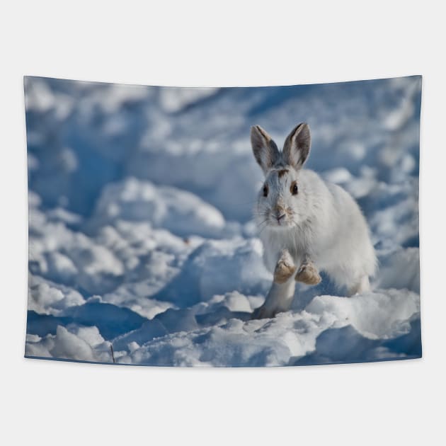 Snow Shoe Hare Tapestry by jaydee1400