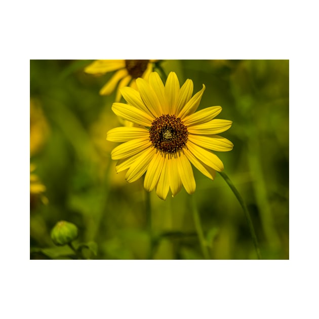 Oklahoma Plains Sunflower by Debra Martz by Debra Martz