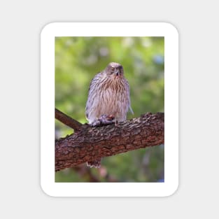 Mealtime - Coopers hawk Magnet