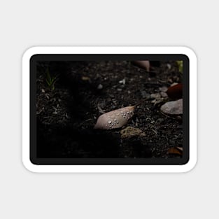 Droplets on a leaf Magnet