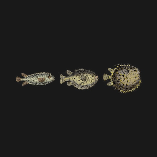 Three Little Puffers - Pufferfish Vintage Fish Print by MoPaws