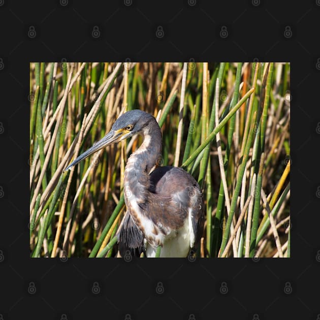 Tricolored Heron in Florida Wetlands by jillnightingale