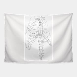 Antique Anatomy Papers Neck Gator Rib Cage Anatomy Tapestry