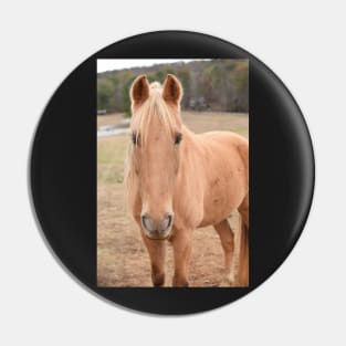 palomino horse in pasture Pin