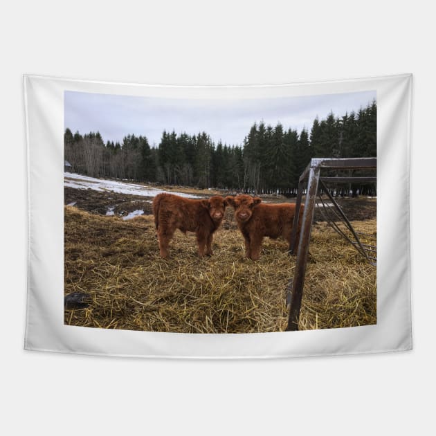 Scottish Highland Cattle Calves 1746 Tapestry by SaarelaHighland