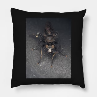 Robber fly (Asilidae) with prey Pillow