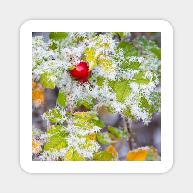 Rose hip and frozen leaves Magnet by Juhku