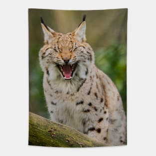 Yawning Lynx Tapestry