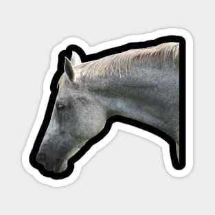 Horsey Magnet