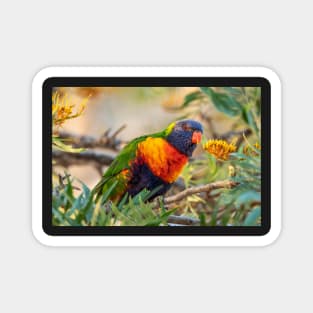 Rainbow Lorikeet - Australian Bird Life Magnet