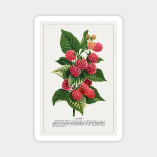 Cuthbert Raspberry lithograph (1900) Magnet