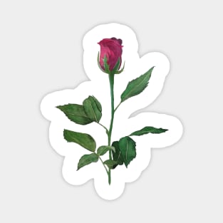 Watercolor rose Magnet