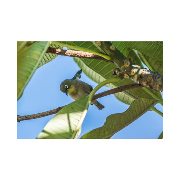 Japanese white-eye Honolulu by KensLensDesigns