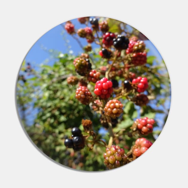 Anyone like blackberries? Pin by walter festuccia