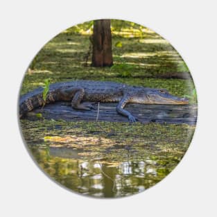 Resting Alligator in the Swamp Pin