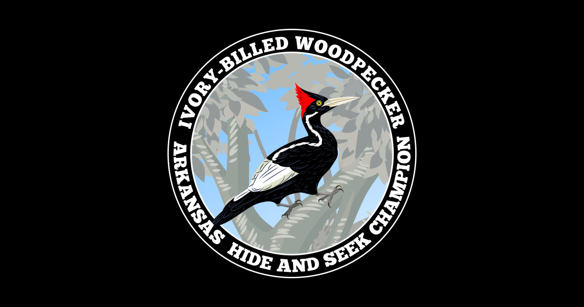 Ivory-Billed Woodpecker - Arkansas Hide and Seek Champion - Ivory